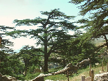 Cedars